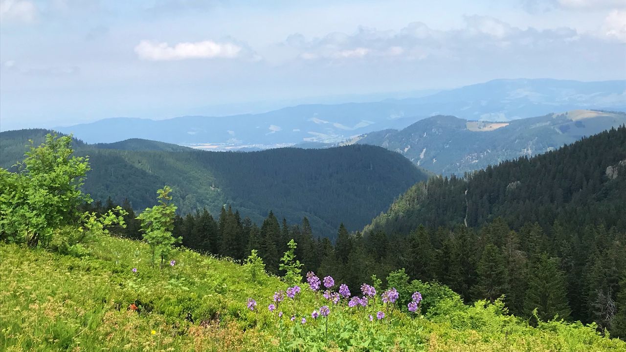 Feldberg Feldberg